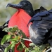 frigatebird_magnificent_nsey_v_0181_ecu0382.jpg